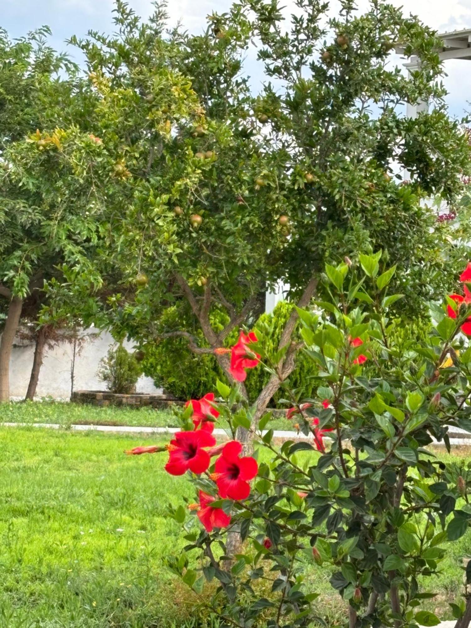 סקירוס Liostasi Houses מראה חיצוני תמונה